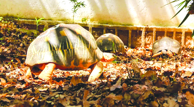 Les vols se sont enchaînés depuis quelques jours, touchant 20 tortues d’espèces endémiques