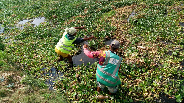 Les agents de l’APIPA se jettent à l’eau pour déraciner les jacinthes d’eau