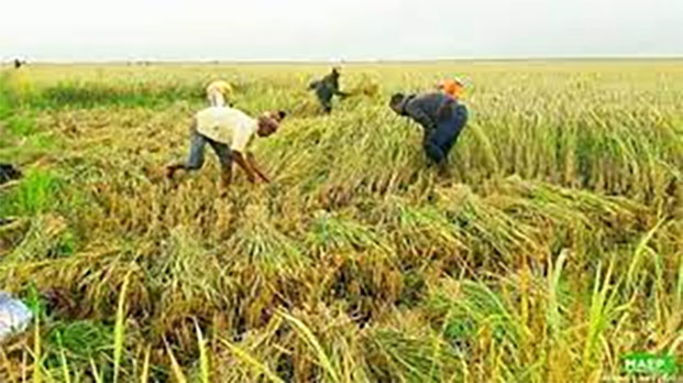 Collecte de riz 2024 - L’Alaotra-Mangoro se prépare