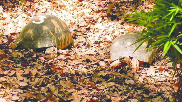 Disparition de tortues à Tsimbazaza - 11 employés du Parc à Antanimora et Tsiafahy