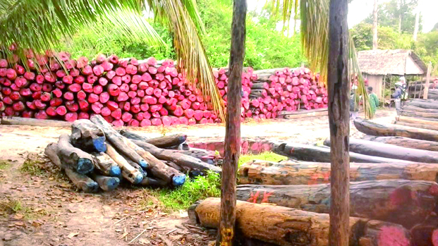 Affaire de bois de rose - Gain de cause pour Jaovato