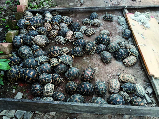 Exportation illicite de tortues - Madagascar numéro un mondial 