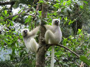 Le Parc de Makira est l’une des dernières grandes forêts tropicales de Madagascar, riche en biodiversité