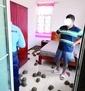 Trafic de tortues - Un Chinois arrêté à Ilaivola Ivato