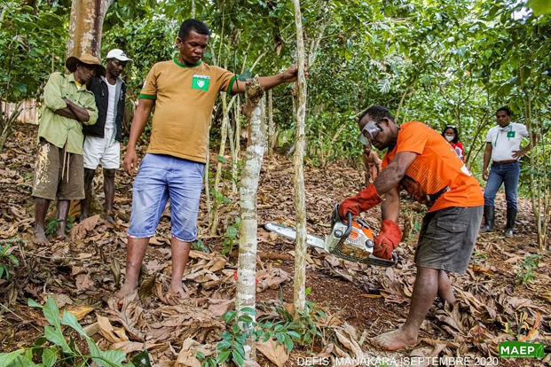 Relance de la filière « café » - Madagascar mise sur l’introduction de variétés plus performantes