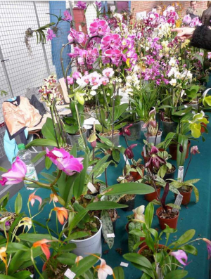 Vols de plantes rares - Des millions d’ariary de pertes pour les fleuristes