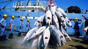 Secteur halieutique - La surpêche du thon inquiète les environnementalistes