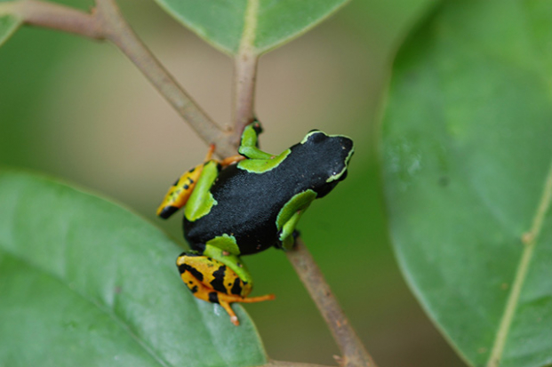 Un tr&eacute;sor rare de la for&ecirc;t malagasy