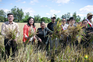 « Santa-bary 2025 » - Une production record de 8,6 tonnes par hectare 