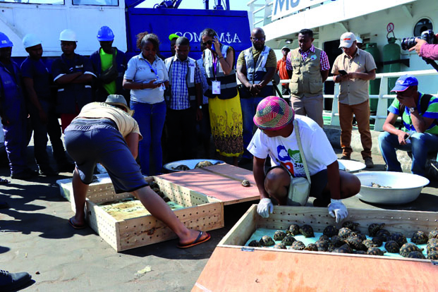 Rapatriement d’espèces sauvages - 90 tortues ramenées des Comores n’ont pas survécu !