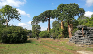 Tourisme de niche - Création d&#039;un camp safari haut de gamme dans les « Tsingy »