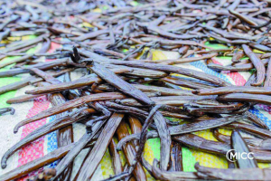 Redressement &eacute;conomique -&nbsp;La fili&egrave;re vanille reprend des couleurs &agrave; Madagascar