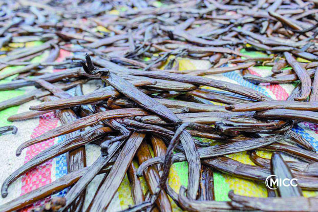 Redressement &eacute;conomique -&nbsp;La fili&egrave;re vanille reprend des couleurs &agrave; Madagascar