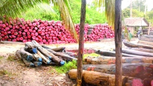 Exploitation de bois précieux - Levée des sanctions pour Madagascar