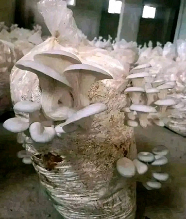 Culture de champignons comestibles  - Une activité en plein essor