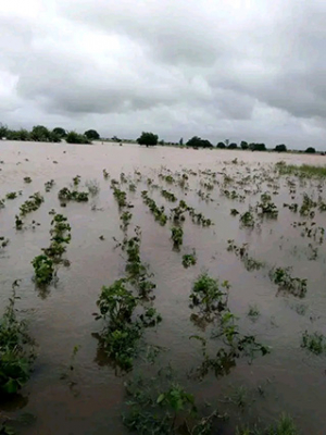 Cyclone tropical Honde  - 6021 ha de rizières inondées, plus de 10 000 maisons détruites