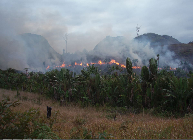 Déforestation - L’ «Ala atsinanana » en détresse !