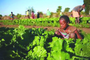 Sécurité alimentaire - Madagascar, une exception dans une Afrique australe en difficulté