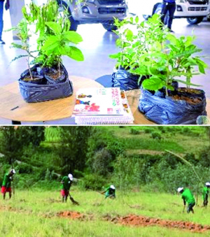 Reboisement - La Fondation Viseo organisera une plantation de 9.000 arbres 