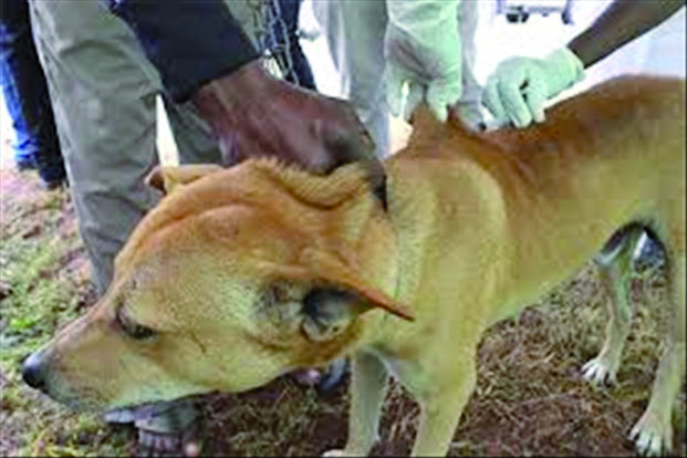 Rage canine - 13 000 cas de morsure recensés annuellement