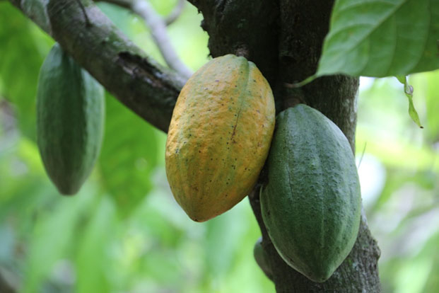 Panel d’experts de l’Organisation internationale du cacao (ICCO) - Réunion à Madagascar en début de semaine prochaine