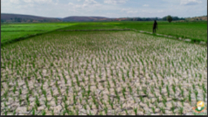 Sécheresse dans la Région d’Alaotra-Mangoro - 460.000 ha de rizières touchées !