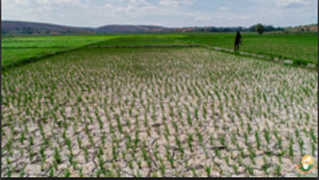 Sécheresse dans la Région d’Alaotra-Mangoro - 460.000 ha de rizières touchées !