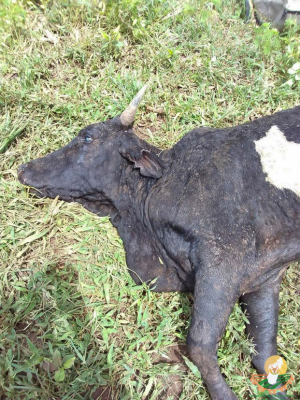 Maladie bovine - Aucun risque de transmission à l’homme