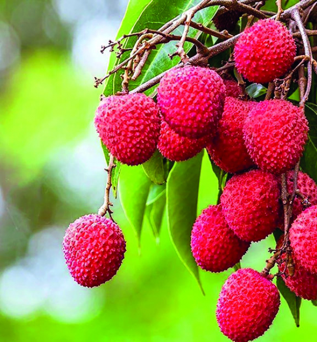 Litchis - Timide démarrage de la campagne