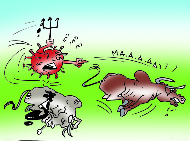 La Fièvre de la Vallée du Rift frappe de nouveau - Un millier de têtes de cheptel atteint