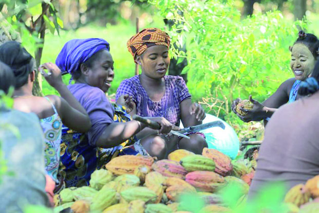 Filière « cacao » - Madagascar sur la route du meilleur producteur mondial