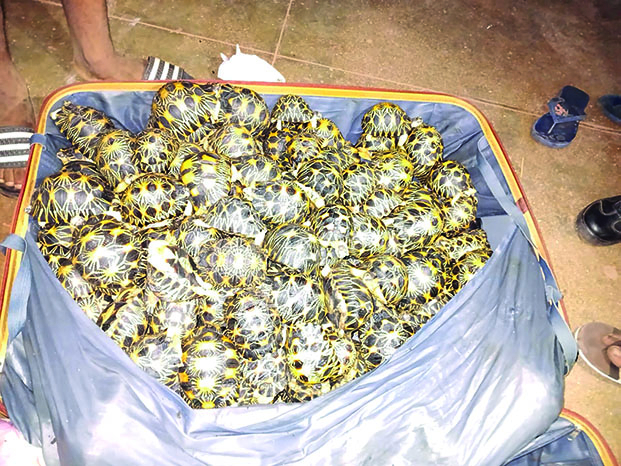 Immigration clandestine et trafic d’espèces protégées - Huit personnes, dont trois enfants, interceptées à Nosy Be