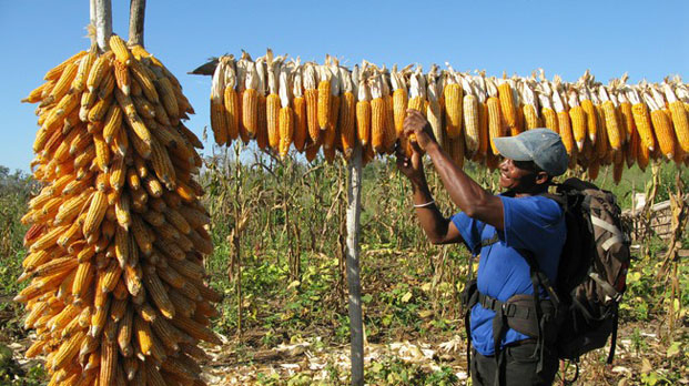 Secteur agricole - Le maïs local insuffisant pour la filière avicole