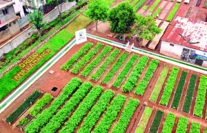 Pépinière d’Analamanga - Production annuelle d’un million de jeunes plants