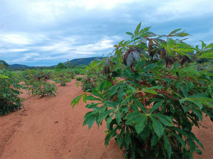 Agro-écologie - Production encourageante dans les Régions arides