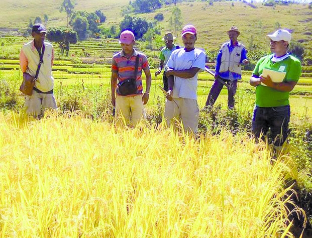 Filière rizicole - Une production estimée à 4 millions de tonnes de paddy
