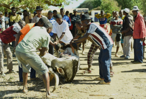 Le sacrifice de zébu, un rite symbolique pour honorer les ancêtres