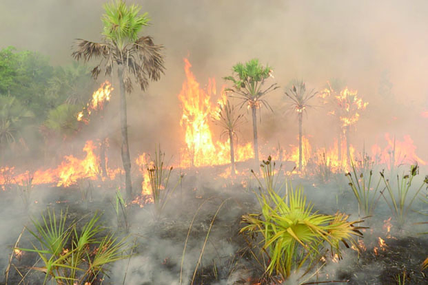 Incendie dans la réserve de Baly - Les « Angonoka » menacées d’extinction