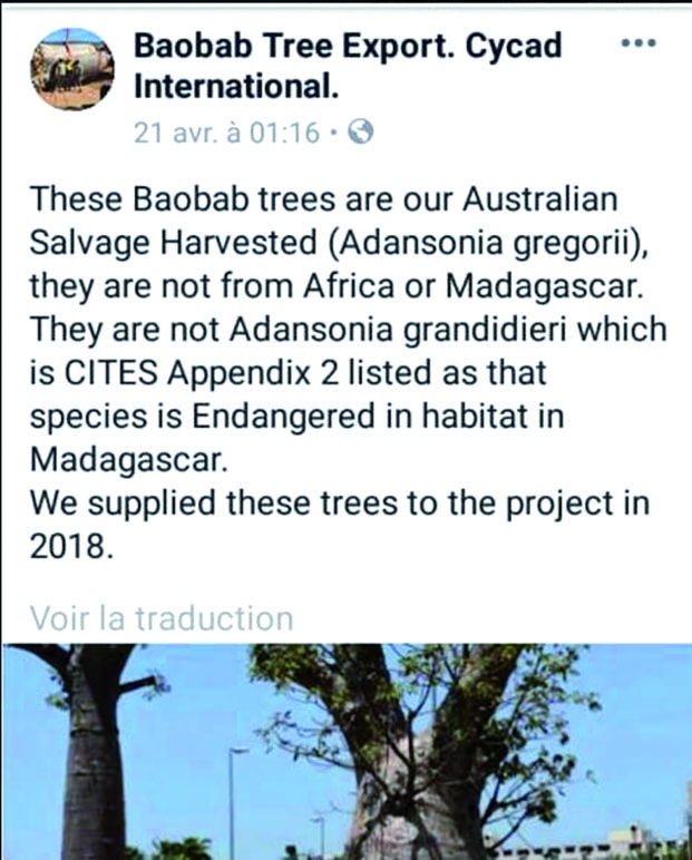 Désinformation sur internet - Les baobabs de Dubaï ne viennent pas de Madagascar