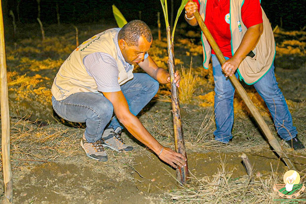 Plantation de bananiers - Plus de 800 paysans formés sur les techniques modernes