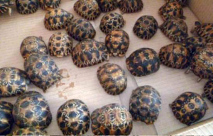 Trafic de tortues endémiques - Un Israélien et deux Malagasy à Tsiafahy