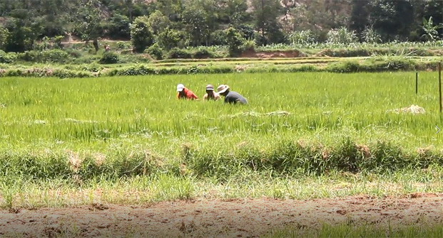 Produit « Voka-bary » de Fihariana - 15 765 tonnes de riz supplémentaire à Alaotra-Mangoro et Analamanga
