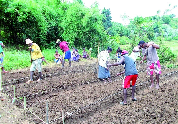 « Farmer-to-Farmer » - Intégrer le bénévolat dans le développement agricole
