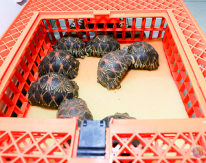 Trafic de tortues « radiata » - Recrudescence alarmante du commerce illégal « en ligne »