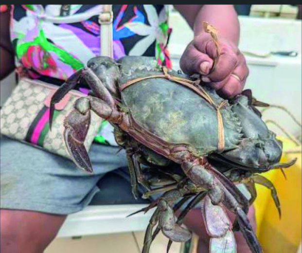 Exportation de crabe -&nbsp;Les quotas 2026 d&eacute;voil&eacute;s