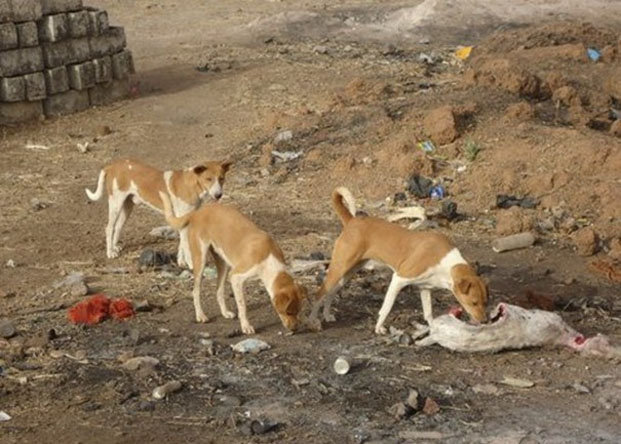 Attaque sur les bovins à Brickaville - Recours à l&#039;abattage massif de chiens errants