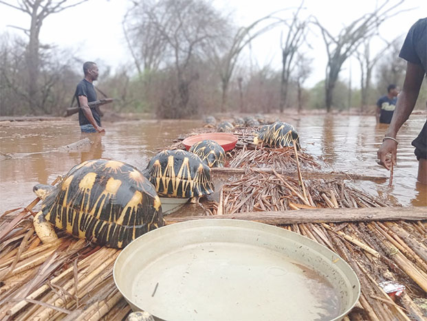 Inondations - 12.000 tortues risquent de périr par les eaux !